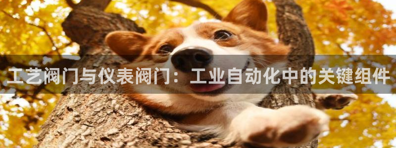 九游会MG平台